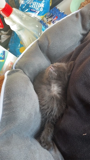 baby kater sucht dringendes zuhause!!! Bild 2