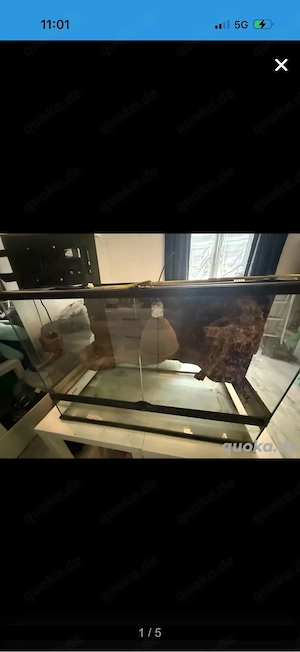 Exo Tera Paledarium  Bild 2