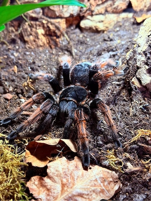 Brachypelma Klaasi 0.1 Vogelspinne