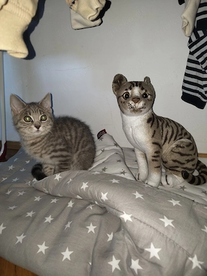 Süser  katzen junge  Bild 2
