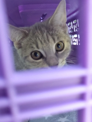 Süser  katzen junge  Bild 4