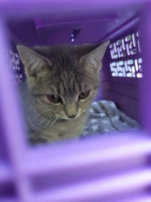 Süser  katzen junge  Bild 3