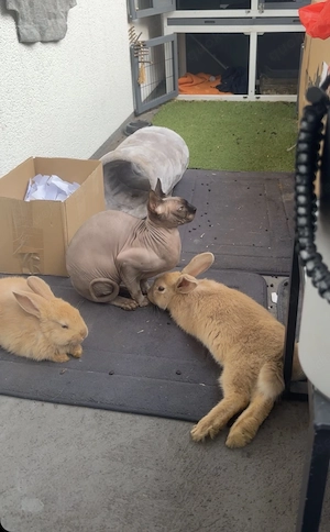 Zwei deutsche Riesen Babys zu verkaufen 