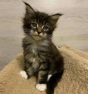Wunderschöne Maine-Coon-Kätzchen abzugeben