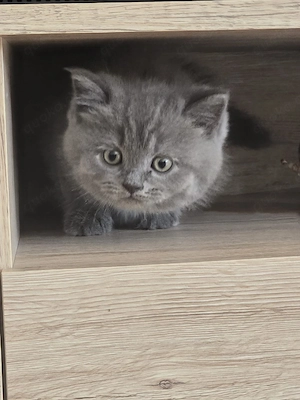 BKH Kitten