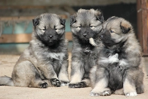 Wolfsspitzwelpen