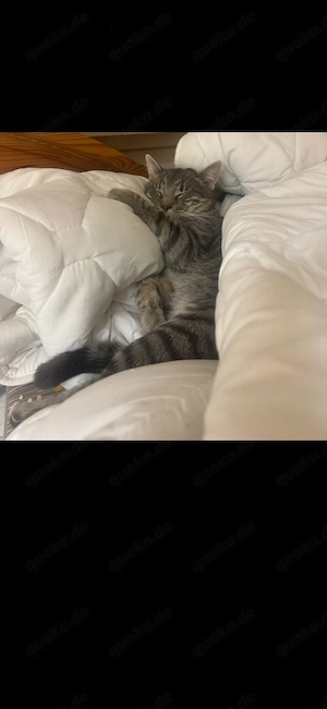 ein kater in liebevolle hände abzugeben 
