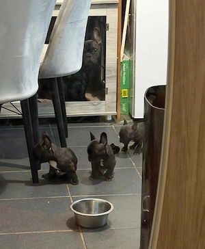 Französische Bulldoggen zu verkaufen