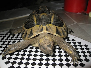 Griechische Landschildkröte ( TH )