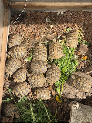Griechische Landschildkröten THB Nachzuchten von 2021 Bild 4