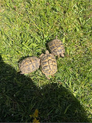 Griechische Landschildkröten THB Nachzuchten von 2021 Bild 6