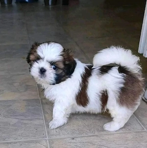 Verspielte und liebenswerte Shih-Tzu-Welpen   kleine Freudenbündel mit großem Charakter! Süß, versch