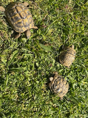 Griechische Landschildkröten THB Nachzuchten von 2021 Bild 7