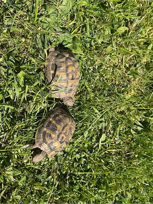 Griechische Landschildkröten THB Nachzuchten von 2021 Bild 5