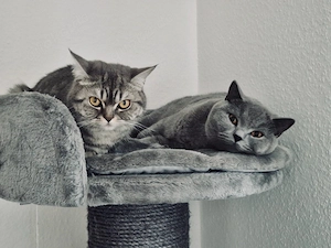 Zwei liebevolle BKH-Katzen suchen gemeinsam ein neues Zuhause 