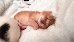 Babykatzen Katzenkinder Kitten 2 Kater & 1 rote Mietz