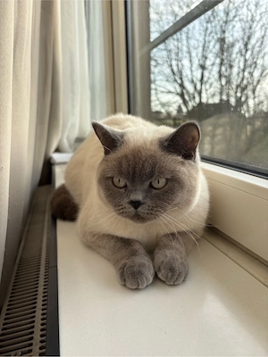 BKH Kitten Blue Point und Grey 