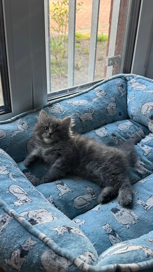 Edel mix kitte