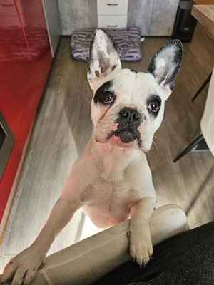 Bella sucht neue Familie. 