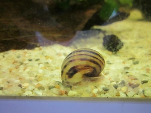 Aquariumschnecken