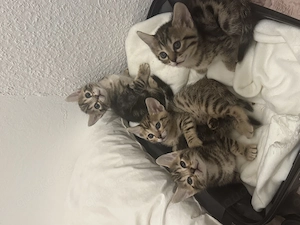 Zuckersüße Katzenbabys mit Leo Muster 