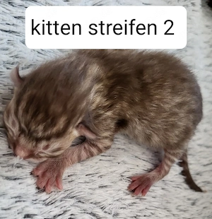 kitten suchen ab August ein schönes Zuhause 