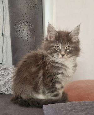 Super süße reinrassige Maine Coon Kitten 