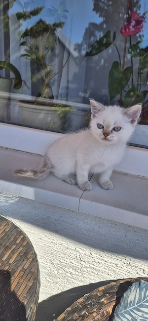 Britisch Kurzhaar (BKH) Katze zu verkaufen 
