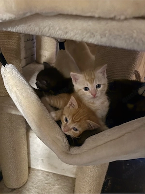 Main Coon  Bkh kitten 