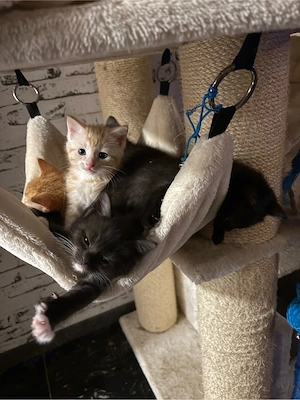 Main Coon  Bkh kitten 