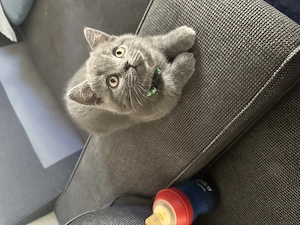 Reinrassige Bkh Kitten Babykatze Britisch Kurzhaar 