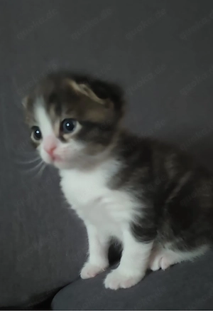 ragdoll bhk 