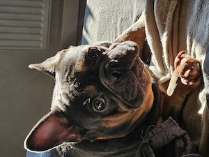 Französch-Englische Bulldogge