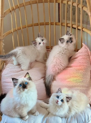Bezaubernde Ragdoll-Kätzchen ab 12.05.2026 abzugeben