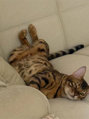 Benagl Deckkater (kein verkauf) 