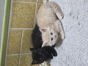 Ragdoll Maincoon Mix Kitten  Bild 2