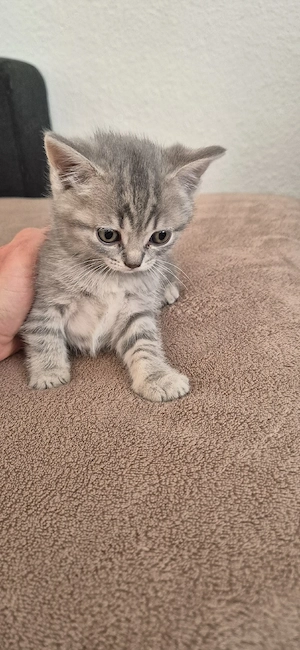   Britisch Kurzhaar (BKH) Kater zu verkaufen 