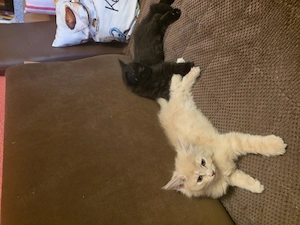 Ragdoll Maincoon Mix Kitten  Bild 3