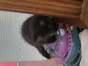 Ragdoll Maincoon Mix Kitten 