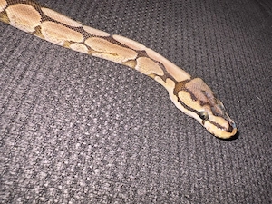 Python Regius  Königspython female 0.1 