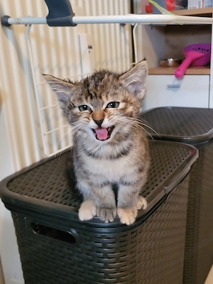 Kitten 12 (Wochen alt) 