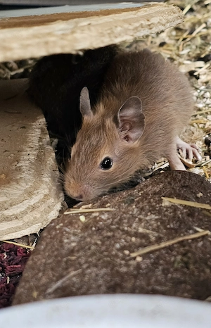 Junge Degus ab sofort 