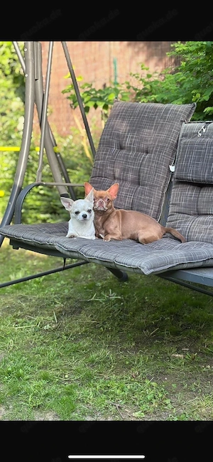 Traumhafte Chihuahua Welpen 