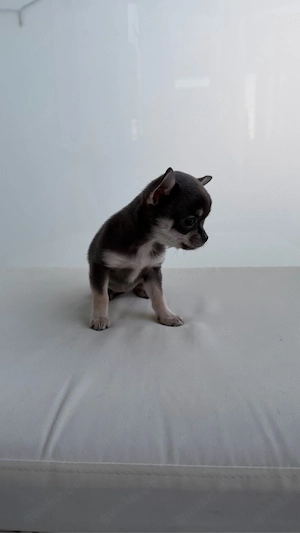 Traumhafte Chihuahua Welpen 
