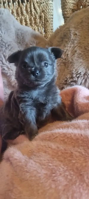 Mini Chihuahua Welpe!