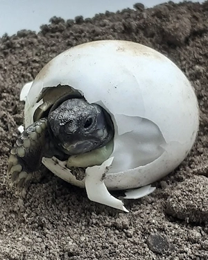 Griechische Landschildkröten thb