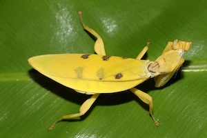 Gelbe Orchideenmantis HELVIA CARDINALIS 
