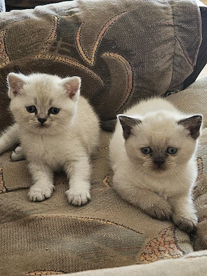 BKH Seal Silver Shaded Point Kitten
