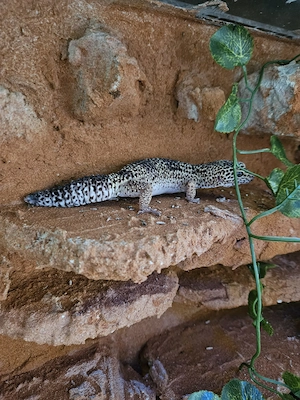 Harmonische Leopardgecko-Gruppe (1.2) inkl. Komplett-Terrarium abzugeben