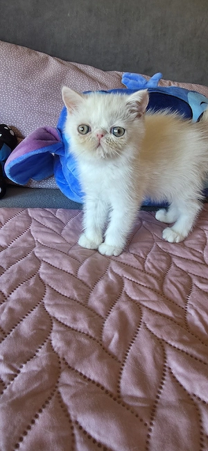 Exotic Shorthair Baby Mädchen 